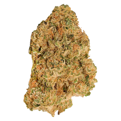 Top-down close-up of a single dense "Neon Lotus" bud showing orange hairs and frosty trichomes against a white background