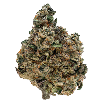 Close-up front view of a single "Purple Fog" bud showing dense green, purple-tinged leaves and orange hairs dusted with frosty trichomes.