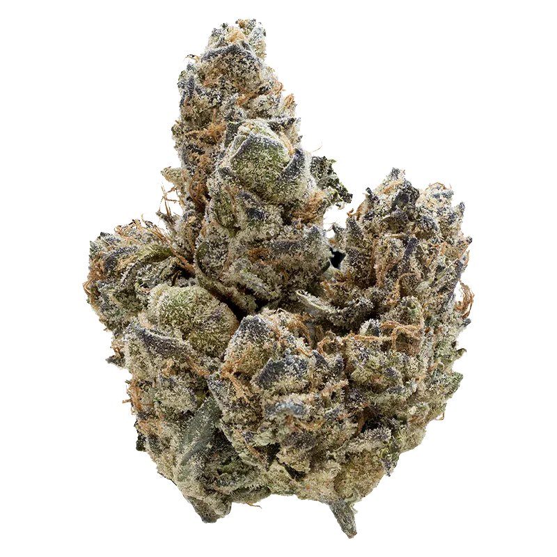 Close-up front view of a frosty, trichome-covered "Florida Oranges" cannabis bud with orange pistils against a white background