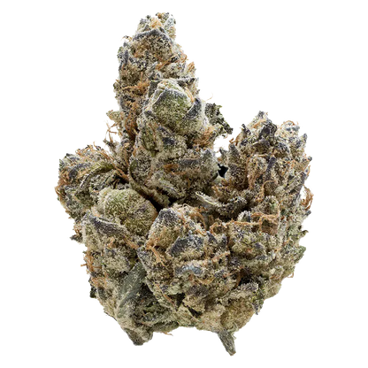 Close-up front view of a frosty, trichome-covered "Florida Oranges" cannabis bud with orange pistils against a white background