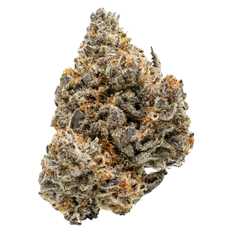 Close-up front view of a frosty BC Organic Lemolada cannabis bud showing dense purple-green nugs with orange hairs on a white background