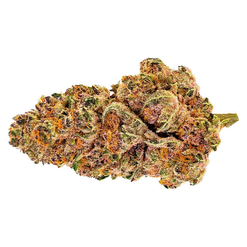 Side-on close-up of a single dense bud of Purple Fog showing purple-tinged green leaves and bright orange pistils.