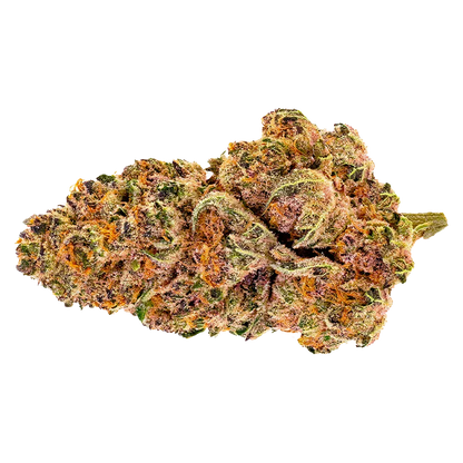 Side-on close-up of a single dense bud of Purple Fog showing purple-tinged green leaves and bright orange pistils.