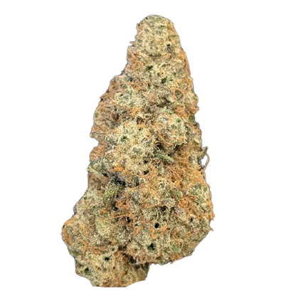 Close-up front view of a single BC Organic Lemolada cannabis bud showing frosty trichomes and orange hairs against a white background.