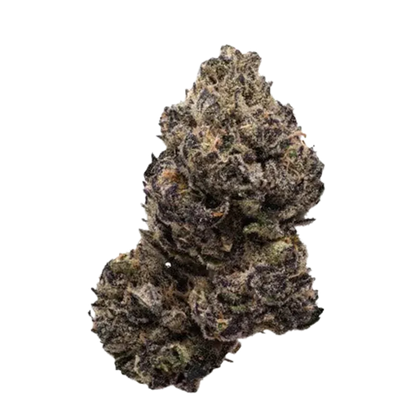 Close-up front view of a dense, frosty Purple Lemonade cannabis bud showing purple-tinged leaves and orange pistils against a white background.