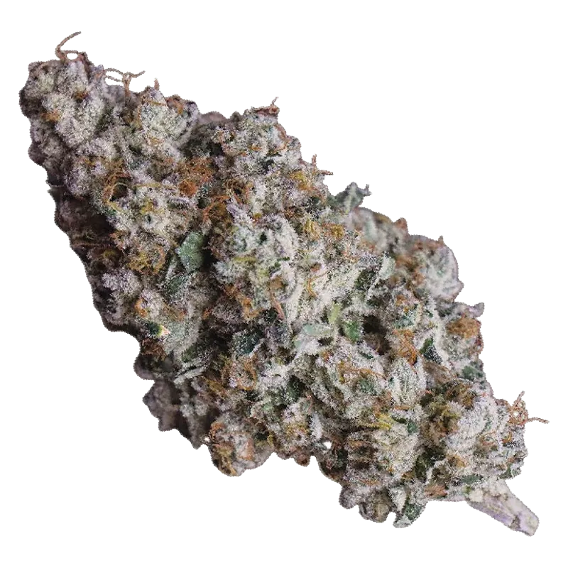Close-up, angled view of a frosty, trichome-covered bud of 91 Royale showing green leaves and amber hairs.