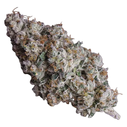 Close-up, angled view of a frosty, trichome-covered bud of 91 Royale showing green leaves and amber hairs.