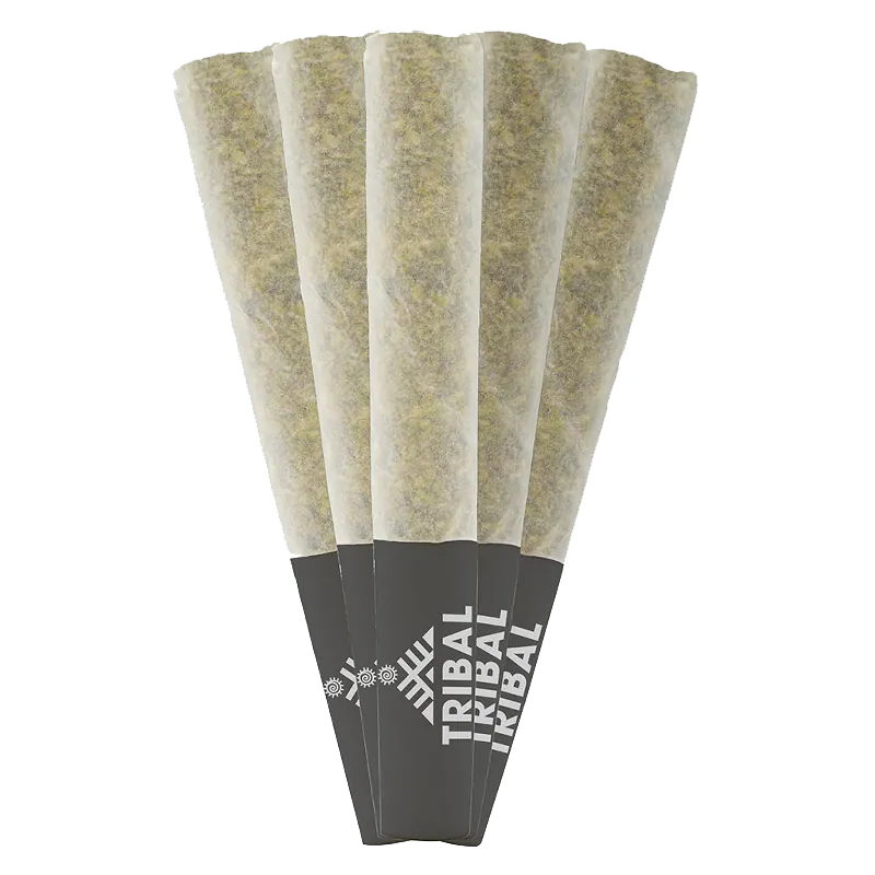 Five pre-rolled cones fanned on a white background showing paper-filled tubes with black Tribal Gran Turismo PR 5 x 0.5 g tips.
