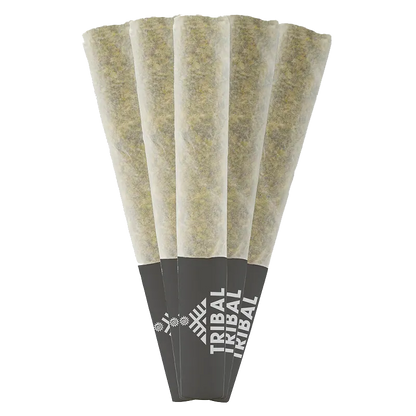 Five pre-rolled cones fanned on a white background showing paper-filled tubes with black Tribal Gran Turismo PR 5 x 0.5 g tips.