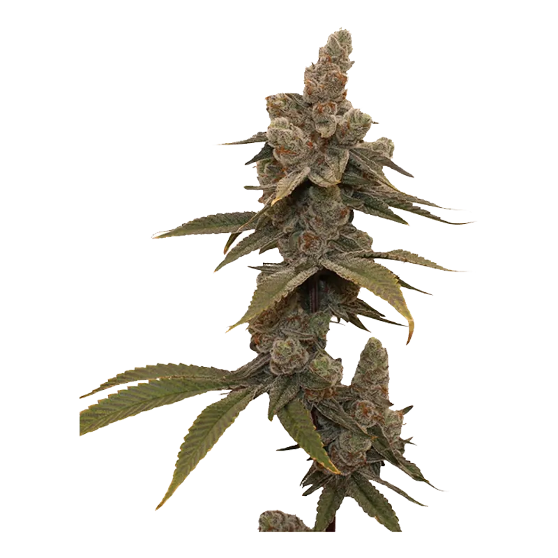 Single-side view of a frosty cola on the Frost Factory plant, showing dense trichome-coated buds and serrated leaves along the central stem.