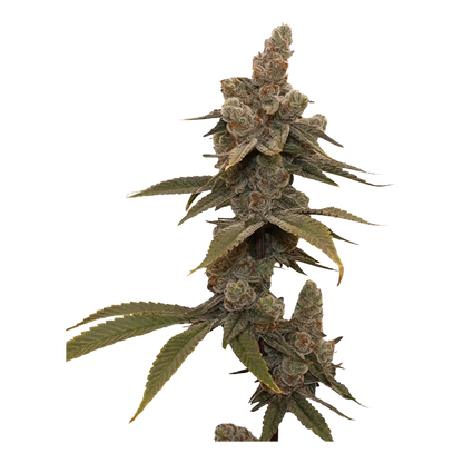 Single-side view of a frosty cola on the Frost Factory plant, showing dense trichome-coated buds and serrated leaves along the central stem.