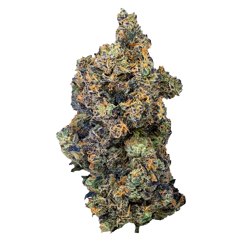 Close-up top-down view of a single Lime Rntz bud showing dense purple and green florets dusted with white trichomes and orange pistils against a white background
