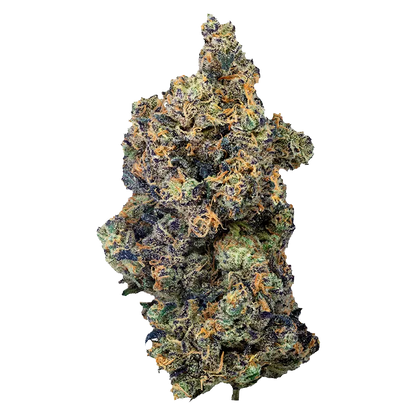 Close-up top-down view of a single Lime Rntz bud showing dense purple and green florets dusted with white trichomes and orange pistils against a white background