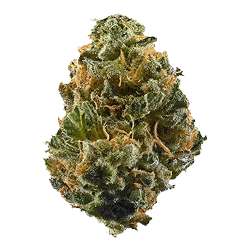 Close-up front view of a dense, frosty green and orange bud labeled Zooted Sativa.