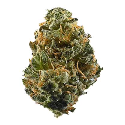 Close-up front view of a dense, frosty green and orange bud labeled Zooted Sativa.