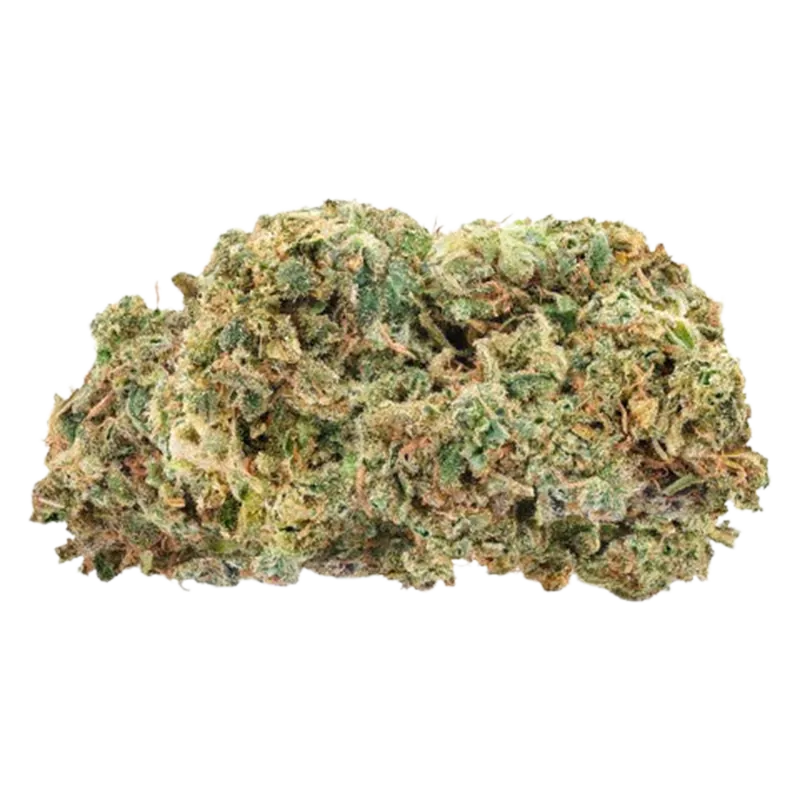 Close-up front view of a single dense Fire G13 bud showing green, orange hairs and frosty trichomes against a white background
