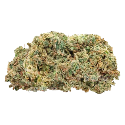Close-up front view of a single dense Fire G13 bud showing green, orange hairs and frosty trichomes against a white background