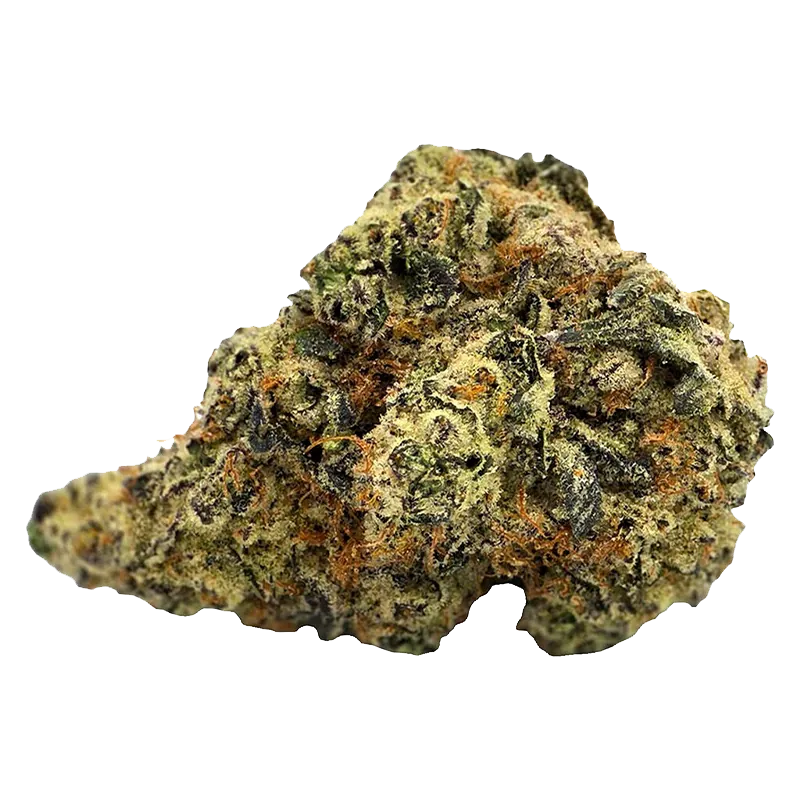 Close-up of a single Truffle Treats nug shot from a low angle, showing frosty trichomes, green and purple leaves, and orange hairs.
