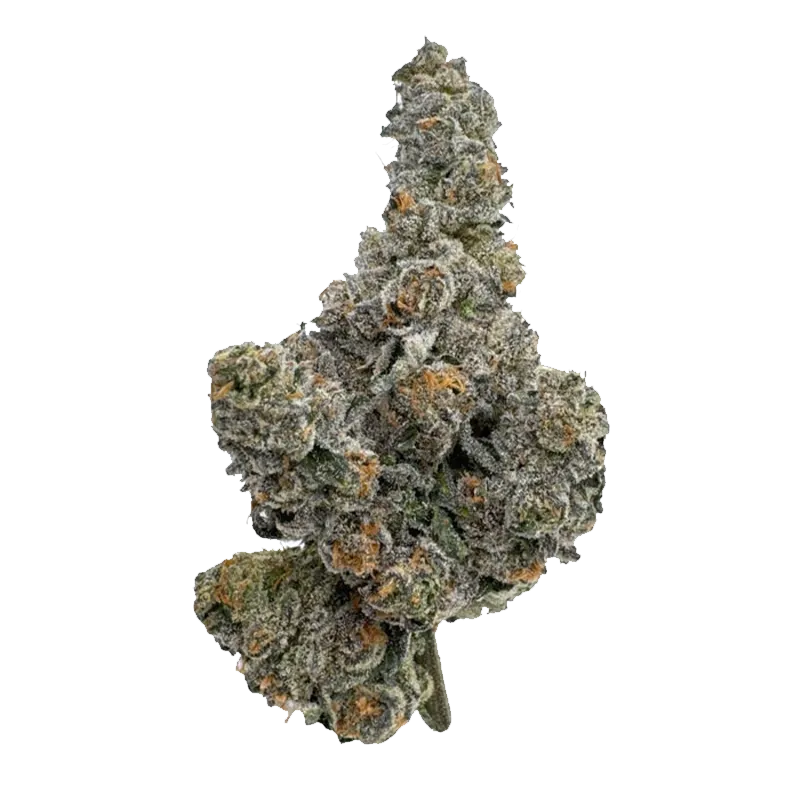 Close-up of a frosty cannabis bud against a white background showcasing the dense nugs of Gastro Pop.