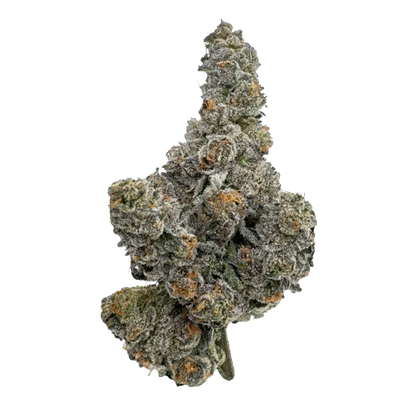 Close-up of a frosty cannabis bud against a white background showcasing the dense nugs of Gastro Pop.