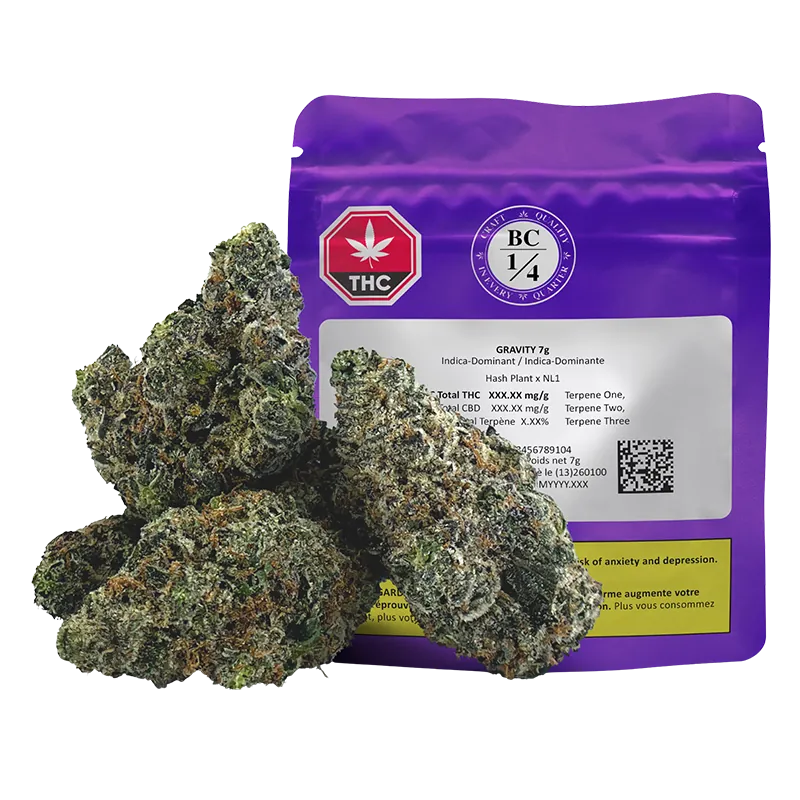 Front view of the purple Gravity 7 g pouch with three frosty cannabis buds arranged in front, shot on a white background.