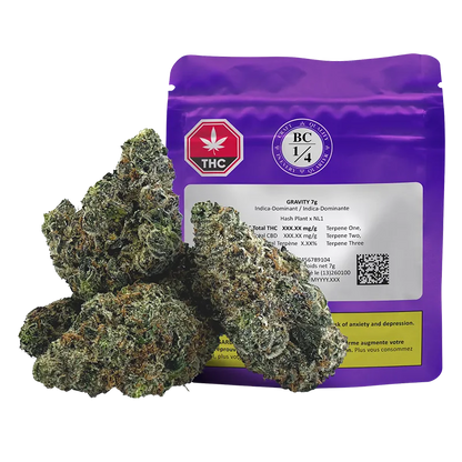 Front view of the purple Gravity 7 g pouch with three frosty cannabis buds arranged in front, shot on a white background.