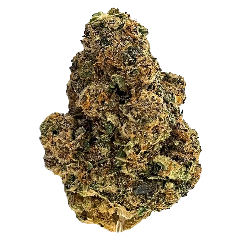Close-up front view of a single dense bud of Wes' Coast Kush, showing green and amber hairs with a white background.