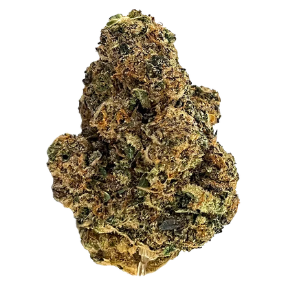 Close-up front view of a single dense bud of Wes' Coast Kush, showing green and amber hairs with a white background.