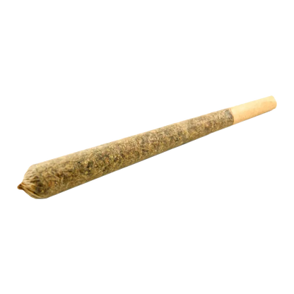 Angled close-up of an Irie Rolls PR 20 x 0.5 g pre-rolled cone on a white background, showing its packed tip and filter end.