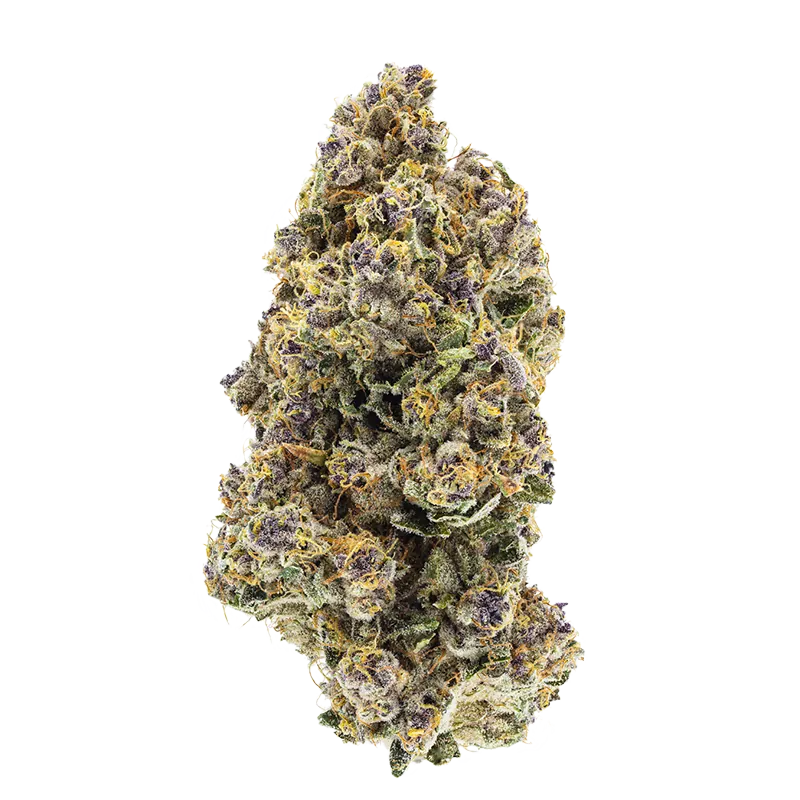 Close-up front view of the dense, frosty "Triangle Queen Petites" cannabis bud with purple hues and orange hairs against a white background