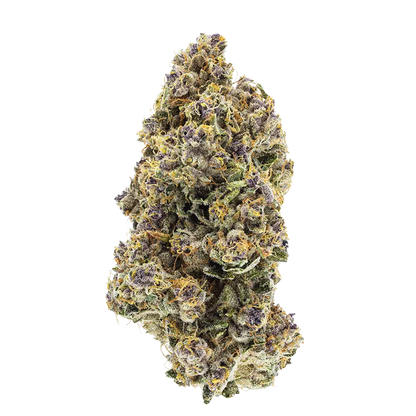 Close-up front view of the dense, frosty "Triangle Queen Petites" cannabis bud with purple hues and orange hairs against a white background
