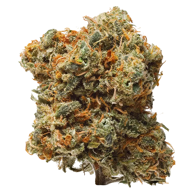 Close-up front view of a single "Blue Dream" cannabis bud with frosty trichomes and vibrant orange pistils against a white background.