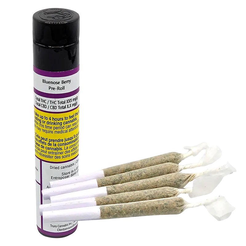 Angled view of five rolled joints fanned beside a standing black-and-purple tube labeled Bluenose Berry PR 5 x 0.5 g.