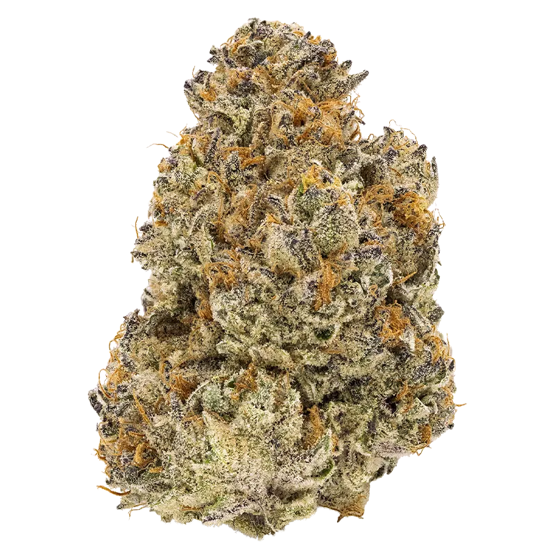 FIGR 28 g Chatty Kathy Flower