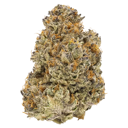FIGR 28 g Chatty Kathy Flower