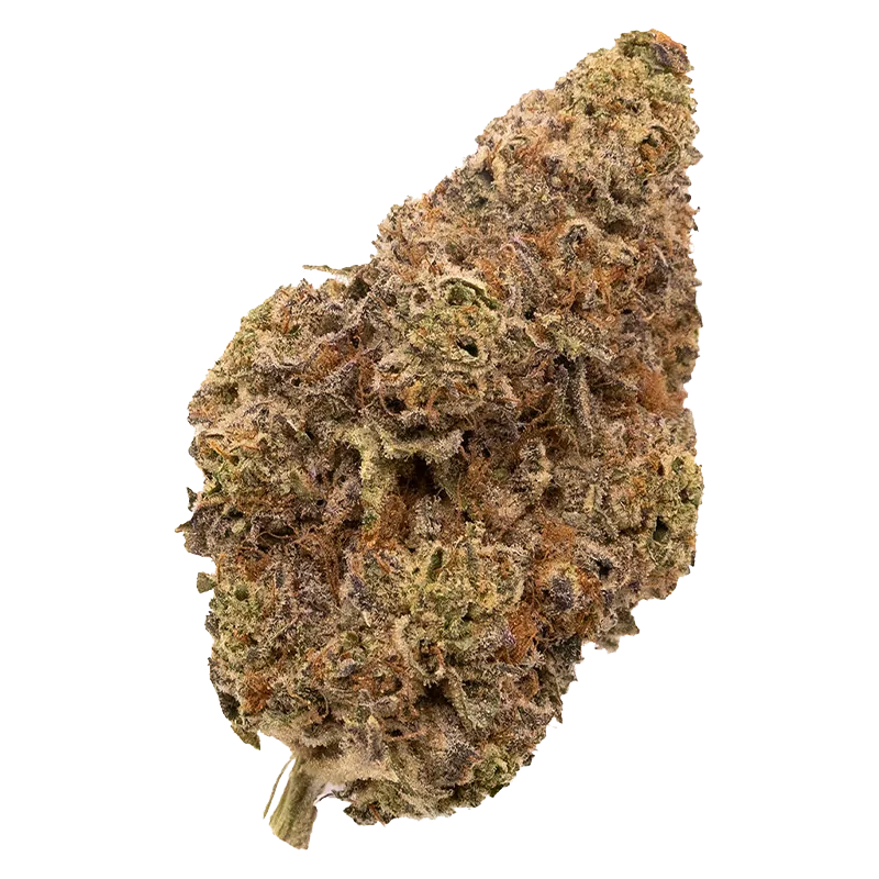 Close-up top-down view of a single frosty, orange-tipped Chatty Kathy cannabis bud against a white background.