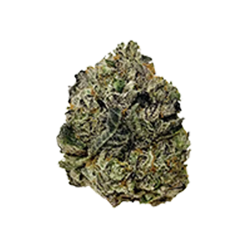 Close-up front view of the single "Modified Grapes" bud on a white background showing its dense, frosty green and orange hairs.