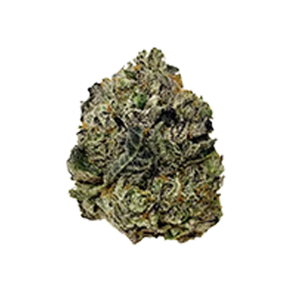 Close-up front view of the single "Modified Grapes" bud on a white background showing its dense, frosty green and orange hairs.