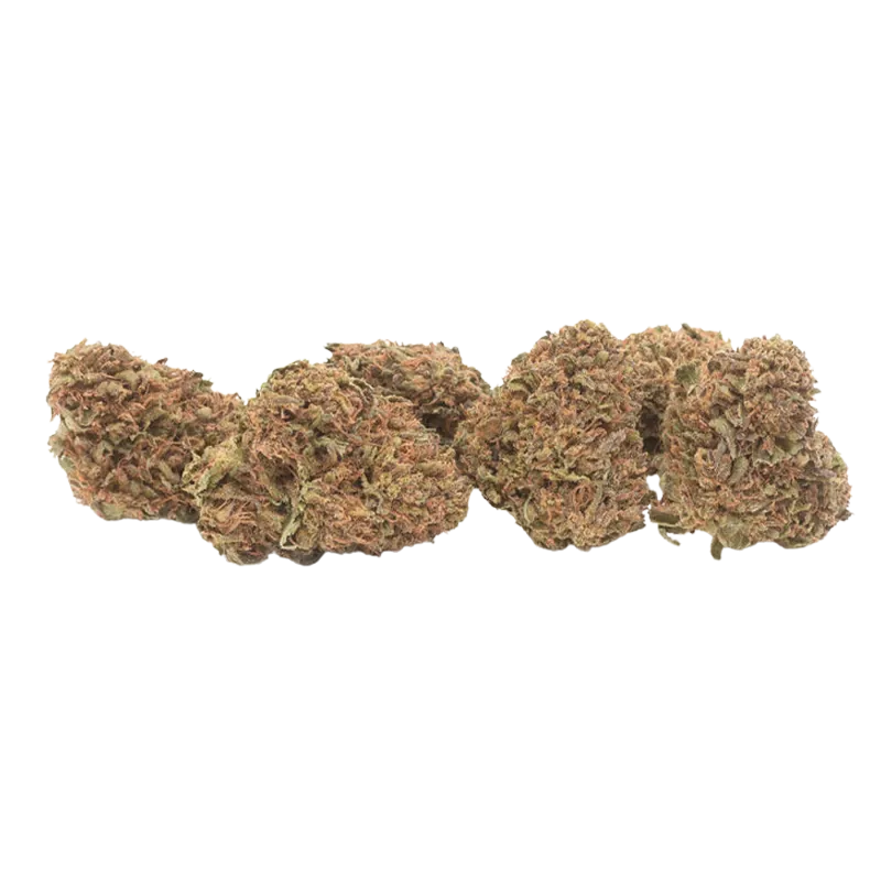 Row of dense, amber-green Timewarp buds shown in close-up against a white background, side-lit to reveal orange hairs and trichomes.