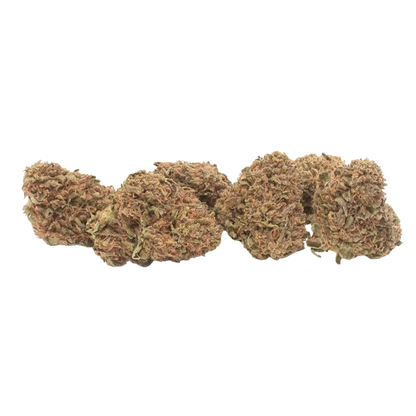 Row of dense, amber-green Timewarp buds shown in close-up against a white background, side-lit to reveal orange hairs and trichomes.