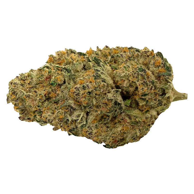 Close-up of a single dense "Cherry Tang" bud shown against a white background, revealing green leaves, orange hairs, and frosty trichomes.