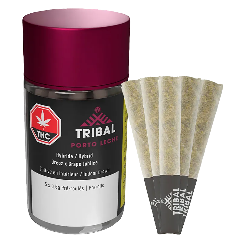 Angled front view of a Tribal Porto Leche PR 5 x 0.5 g clear jar with a magenta lid beside five pre-rolled cones.