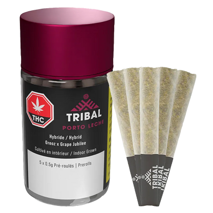 Angled front view of a Tribal Porto Leche PR 5 x 0.5 g clear jar with a magenta lid beside five pre-rolled cones.