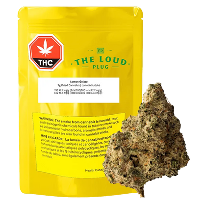 The Loud Plug 7 g Lemon Gelato Flower