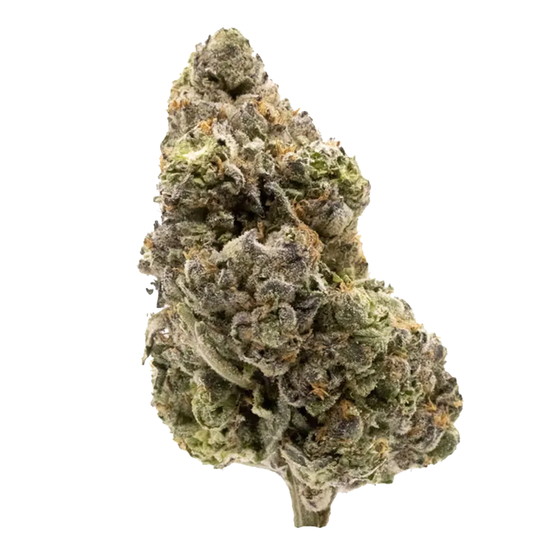 FIGR 28 g Midnight Sherb Flower