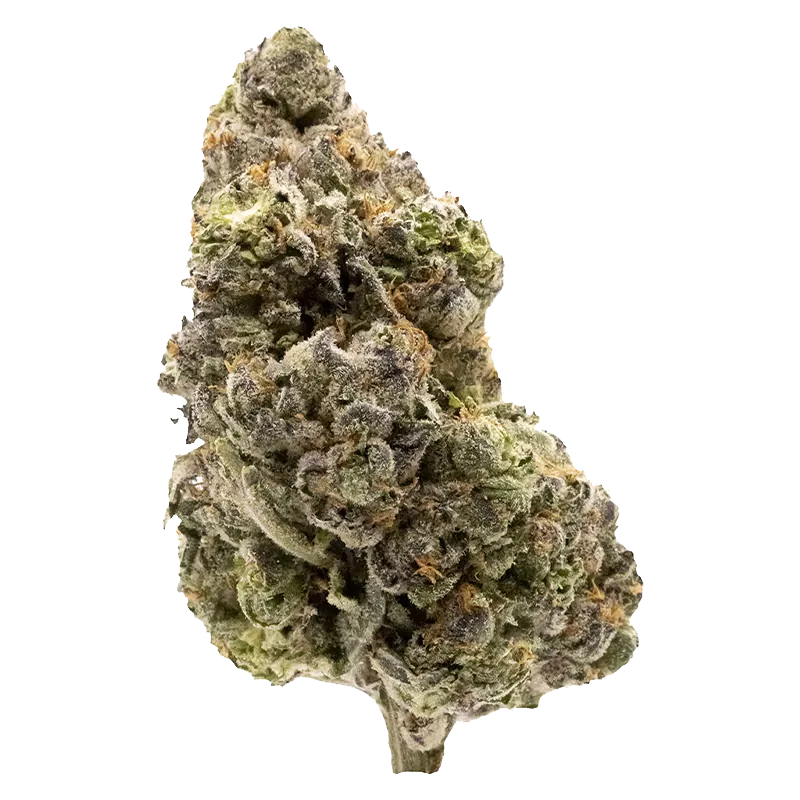 FIGR 7 g Midnight Sherb Flower