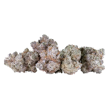 Tribal 14 g Neon Sunshine Flower