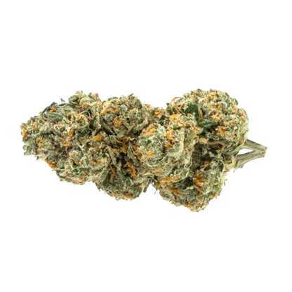 Pure Sunfarms 14 g Trial No. 016 Lto Flower