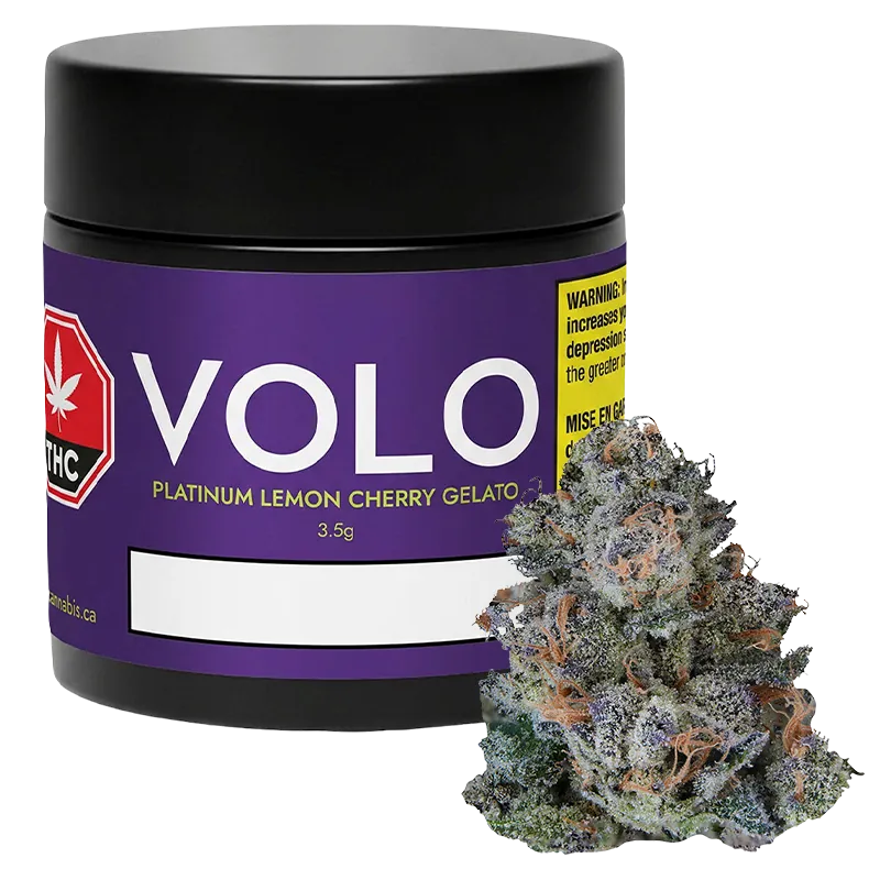 VOLO 3.5 g Platinum Lemon Cherry Gelato Flower