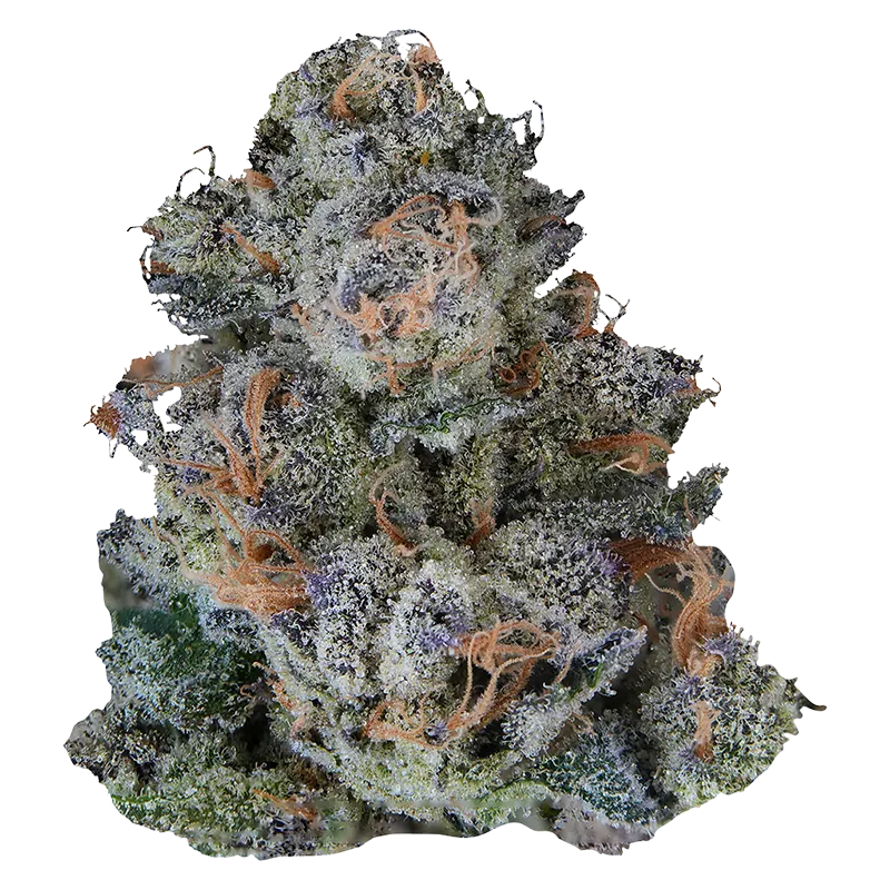 VOLO 3.5 g Platinum Lemon Cherry Gelato Flower